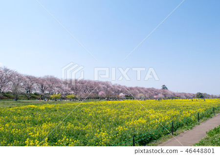 Sakurate City, Saitama Prefecture Cherry blossoms and rape blossoms, Sakurate Gongendo Sakurazutsu Sakurate City, Saitama Prefecture Cherry blossoms and rape blossoms, Sakurate Gongendo Sakurazutsu 46448801
