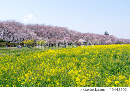 埼玉縣佐久市，櫻花和油菜花，Sakurate Gongendo Sakurazutsu 46448802