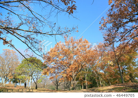 Late Autumn Park Late Autumn Park 46449705