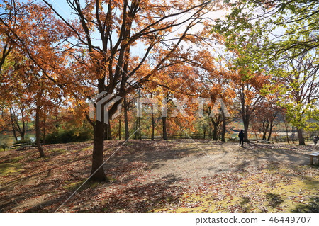 Late Autumn Park Late Autumn Park 46449707