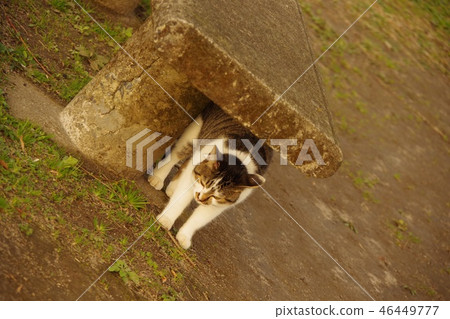 貓和椅子 貓和椅子 46449777