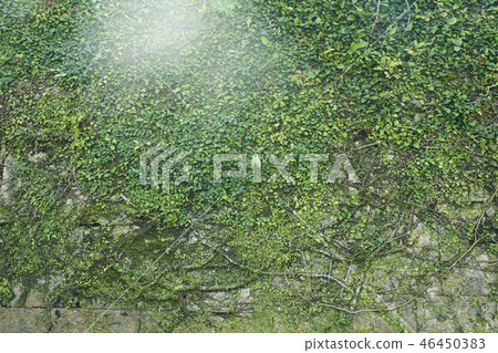 自然綠色植物 自然綠色植物 46450383