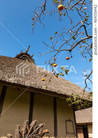 柿子和柿子樹 46450442