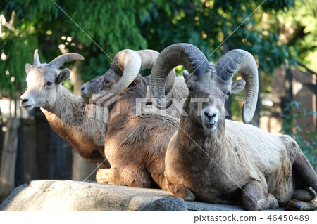 Bighorn sheep flock 46450489