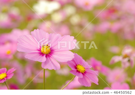 波斯菊花 波斯菊花 46450562