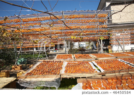 Koro Persimmon Anpo Persimmon 46450584