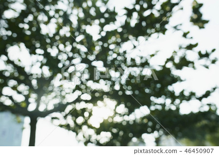 Nature green plant Nature green plant 46450907
