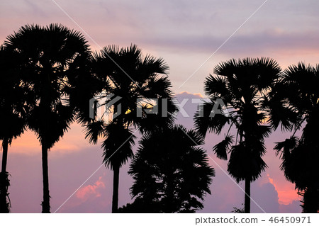 Sugar palm Sugar palm 46450971