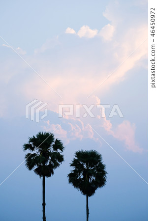 Sugar palm Sugar palm 46450972