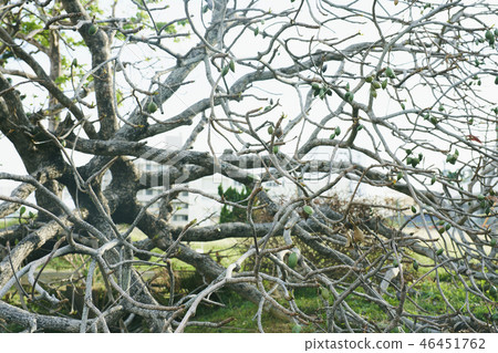 Nature green typhoon Nature green typhoon 46451762