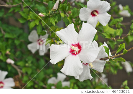 White mukoge's flower White mukoge's flower 46453031