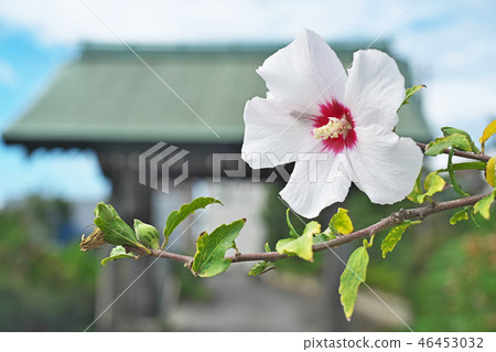 白色mukoge的花 白色mukoge的花 46453032