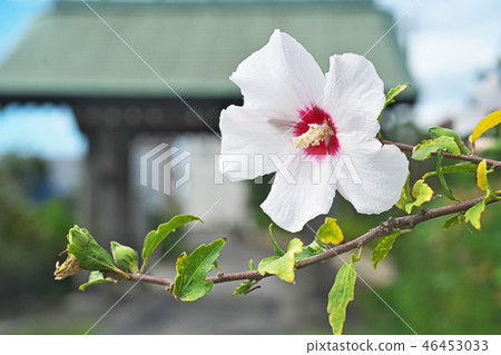 白色mukoge的花 白色mukoge的花 46453033