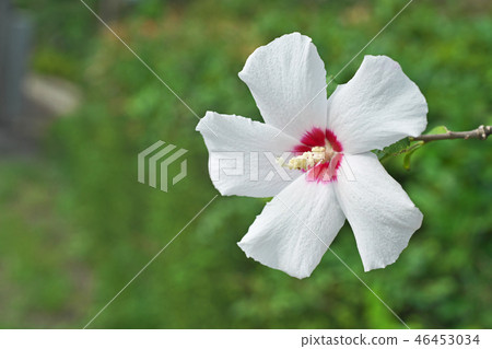 White mukoge's flower White mukoge's flower 46453034