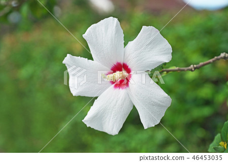 White mukoge's flower White mukoge's flower 46453035