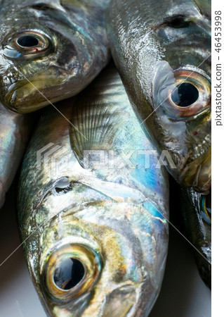 竹莢魚 竹莢魚 46453998