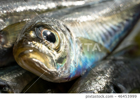 閃亮的馬鯖魚 46453999