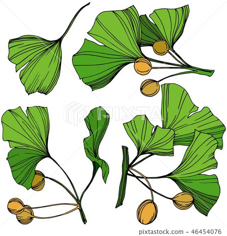 Vector Isolated ginkgo illustration element. Green leaf. Plant botanical garden floral foliage Vector Isolated ginkgo illustration element. Green leaf. Plant botanical garden floral foliage 46454076