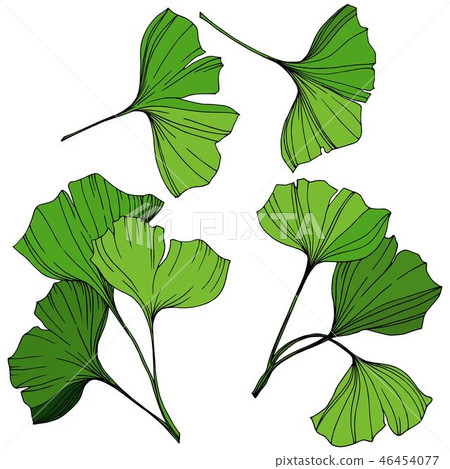 Vector Isolated ginkgo illustration element. Green leaf. Plant botanical garden floral foliage Vector Isolated ginkgo illustration element. Green leaf. Plant botanical garden floral foliage 46454077