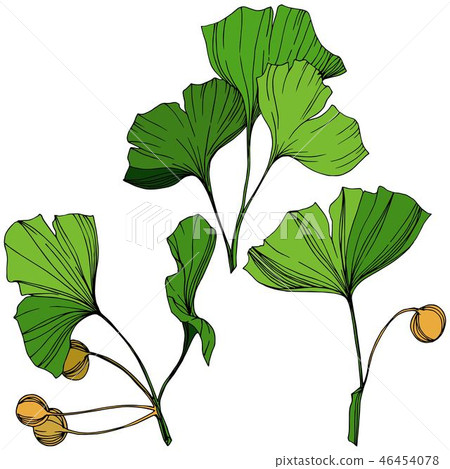 Vector Isolated ginkgo illustration element. Green leaf. Plant botanical garden floral foliage Vector Isolated ginkgo illustration element. Green leaf. Plant botanical garden floral foliage 46454078