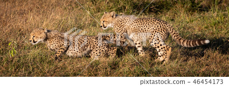 Panorama of two cheetah cubs in grass Panorama of two cheetah cubs in grass 46454173