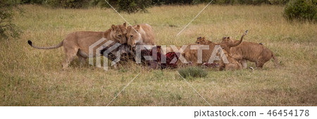 Panorama of lions and cubs eating wildebeest 46454178