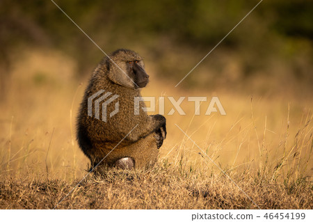 Olive baboon sits in grass looking round Olive baboon sits in grass looking round 46454199