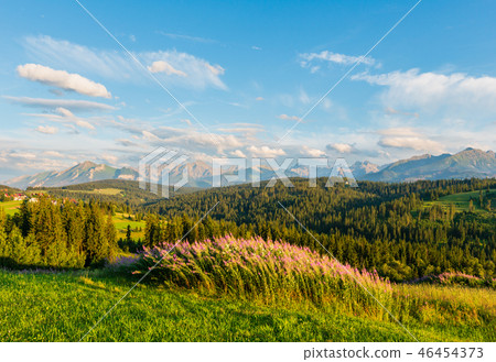 Summer mountain country view 46454373