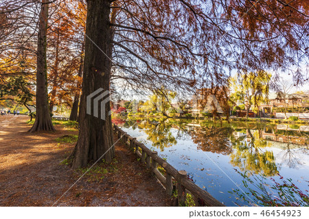 Ishigami Park in the fall 46454923