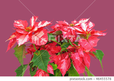 Poinsettia (depth composition) 46455578