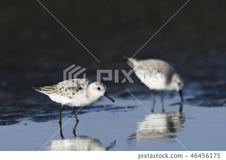 Miyubishi winter wings 46456175