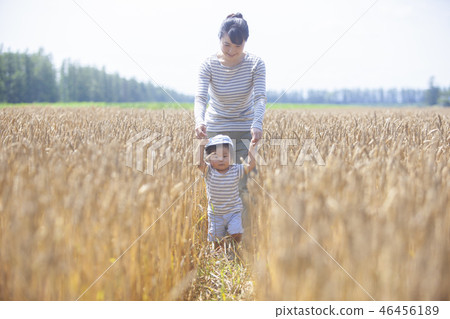 Parents and children walking on the wheat field 46456189