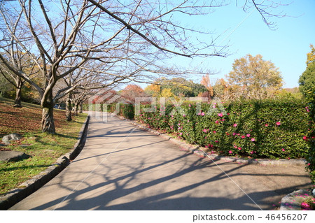 Late autumn park Late autumn park 46456207