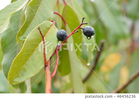 Ezo yuzu Hari的果實 46456236