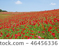 Poppies of Chichibu Takahara Ranch 46456336