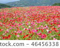Poppies of Chichibu Takahara Ranch 46456338