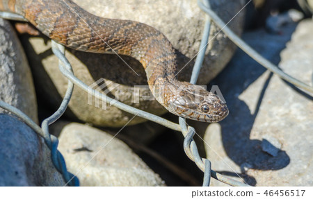 Northern water snake (Nerodia sipedon). Northern water snake (Nerodia sipedon). 46456517