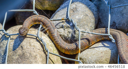 Northern water snake (Nerodia sipedon). Northern water snake (Nerodia sipedon). 46456518