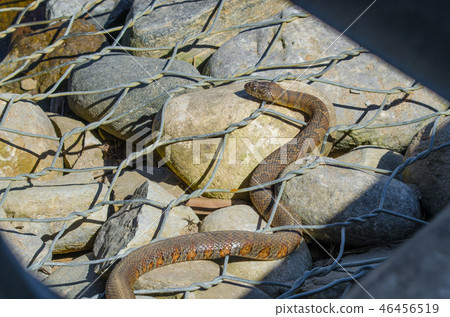 Northern water snake (Nerodia sipedon). Northern water snake (Nerodia sipedon). 46456519
