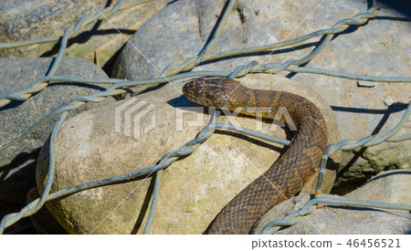 Northern water snake (Nerodia sipedon). 46456521