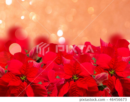 scarlet poinsettia flower or christmas star 46456673