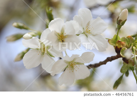 櫻花 櫻花 46456761