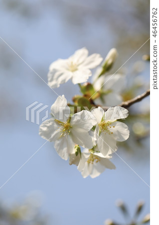 櫻花 櫻花 46456762