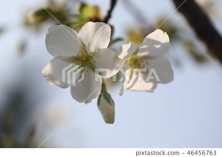 櫻花 櫻花 46456763