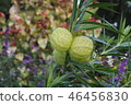 果樹 46456830