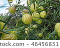 果樹 46456831