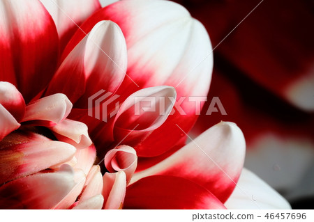 大麗花_ Akebono 大麗花_ Akebono 46457696