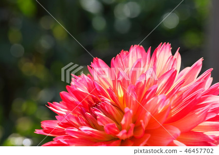 Dahlia _ petika Dahlia _ petika 46457702