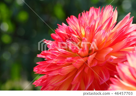 大麗花_ petika 大麗花_ petika 46457703
