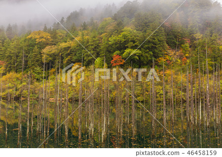 長野和秋葉自然湖 46458159